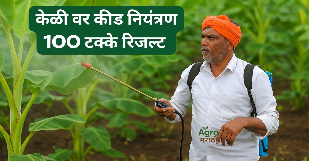 Banana कीड नियंत्रण