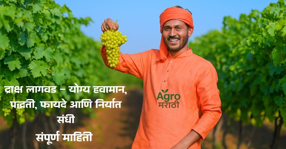 द्राक्ष लागवड – योग्य हवामान, पद्धती, फायदे आणि निर्यात संधी