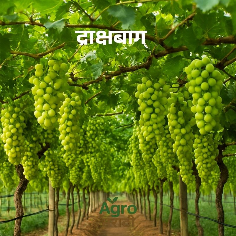 द्राक्ष लागवड