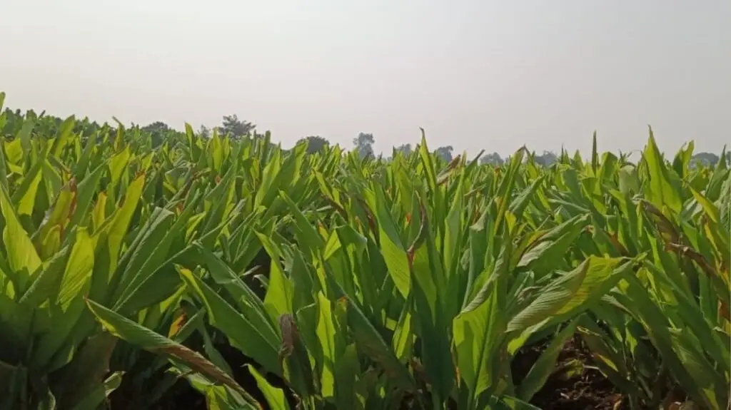 हळद लागवड – पद्धत, फायदे आणि उत्पन्न