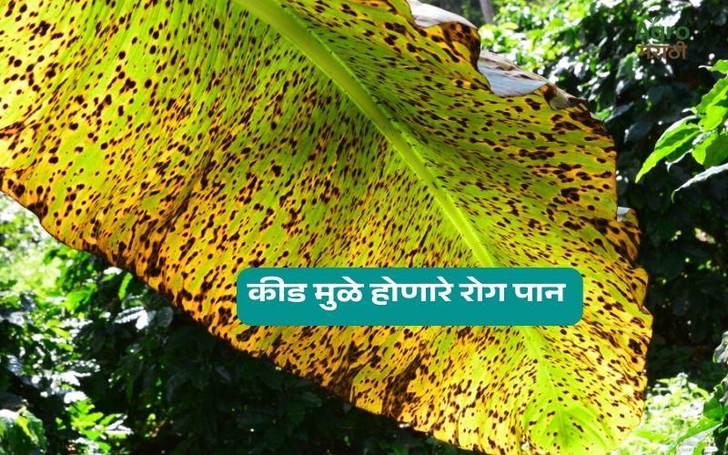 Banana कीड नियंत्रण