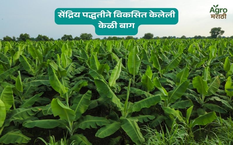 Banana कीड नियंत्रण