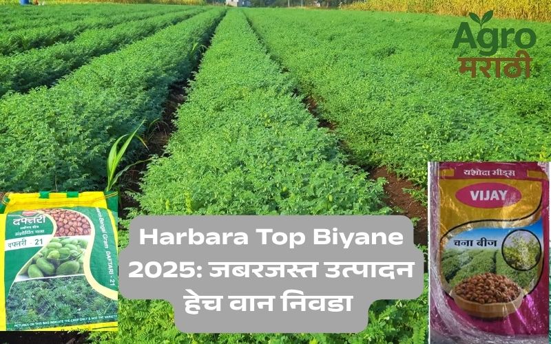 Harbara Top Biyane 2025