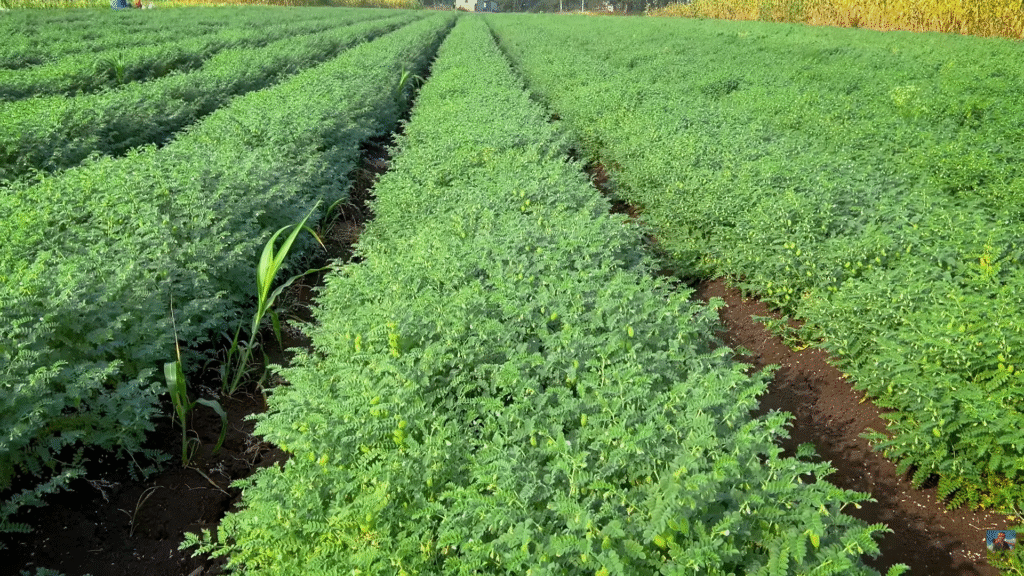 Harbara Top Biyane 2025