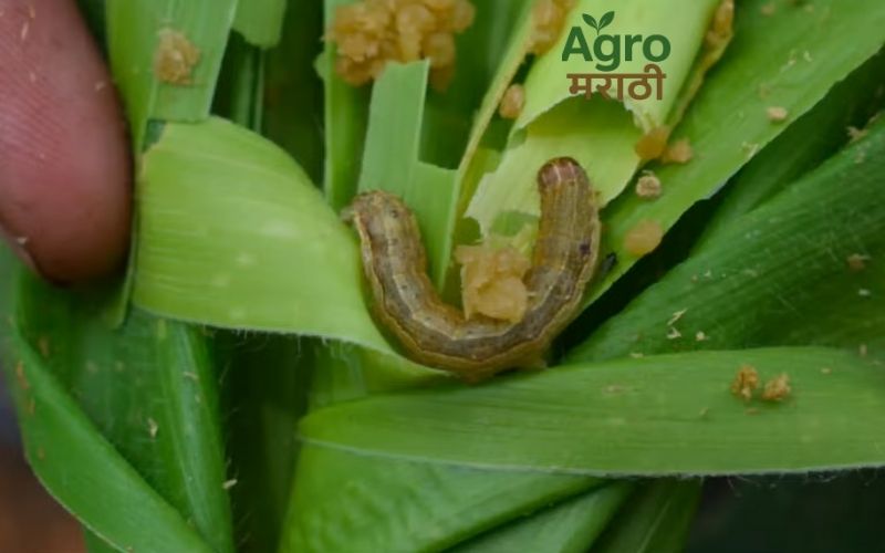 मका कीड नियंत्रण