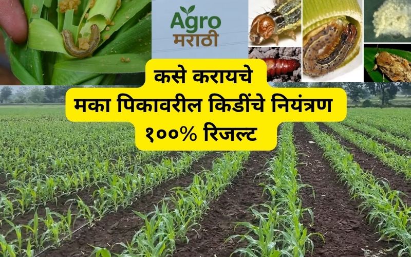 मका पिकावरील किड नियंत्रण
